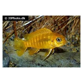 Pseudotropheus tropheus Chilumba 100,- 5 stk 300,-