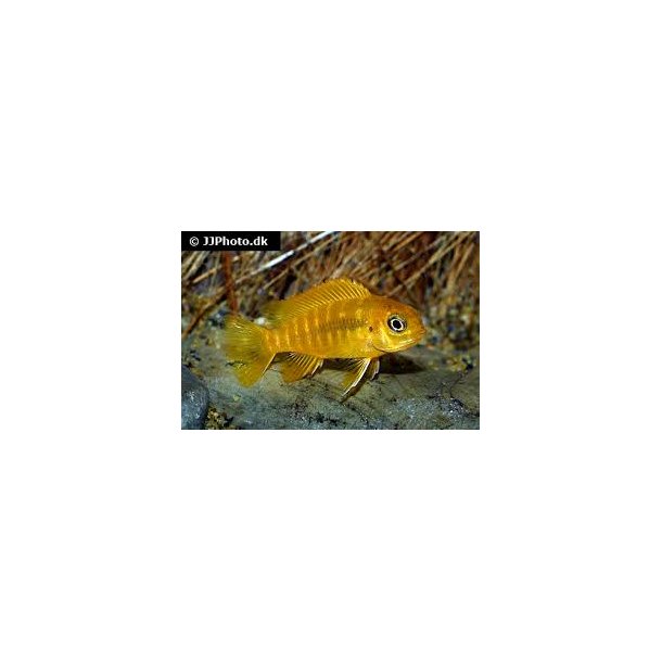 Pseudotropheus tropheus Chilumba 100,- 5 stk 300,-