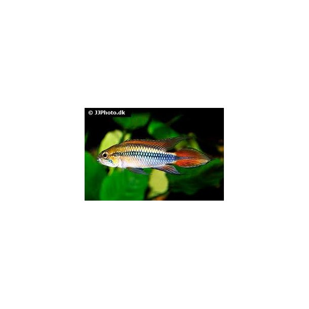 Apistogramma agassizi "double red" par 248.-