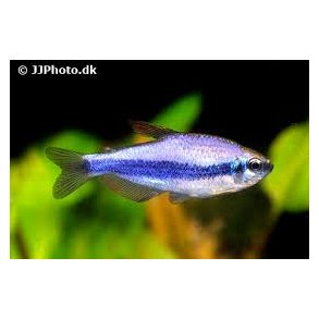Inpaichthys kerri super blue 30,- 10/250.-