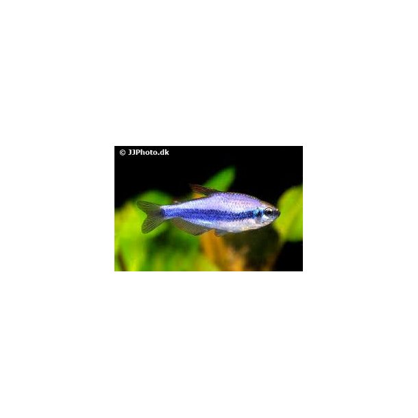 Inpaichthys kerri super blue 30,- 10/248