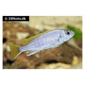 Pseudotropheus acei yellow tail 100,- 5/300,-