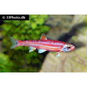 Notropis chrosomus / regnbue l�je 48.- 10/400.-