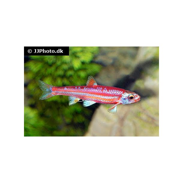 Notropis chrosomus / regnbue l�je 48.- 10/400.-