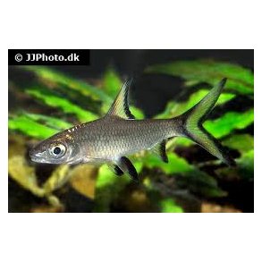 Balantiocheilus melanopterus / Balihaj 70.- 3/200,-