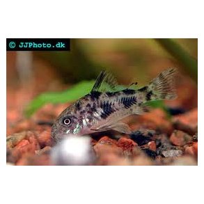 Corydoras paleatus / Corydoras Peppered 48 5/200.-