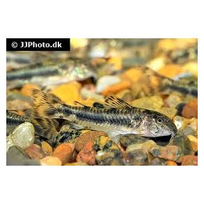 Aspidoras spilotus 80.- 5/348.-