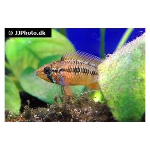 Apistogramma macmasteri