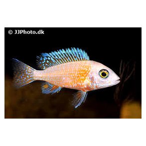 Aunolocara fire fish 4-5 cm stk 100.-