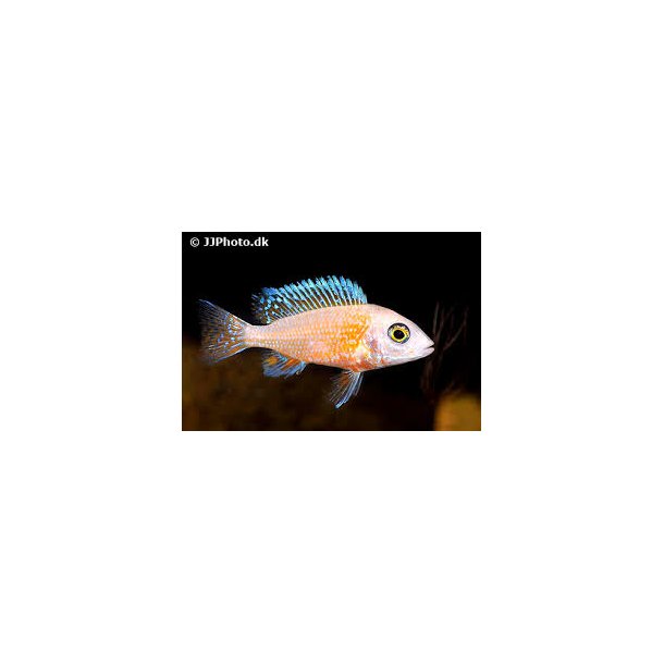 Aunolocara fire fish 4-5 cm stk 100.-