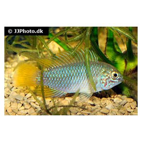 Apistogramma borellii Opal par 250.-