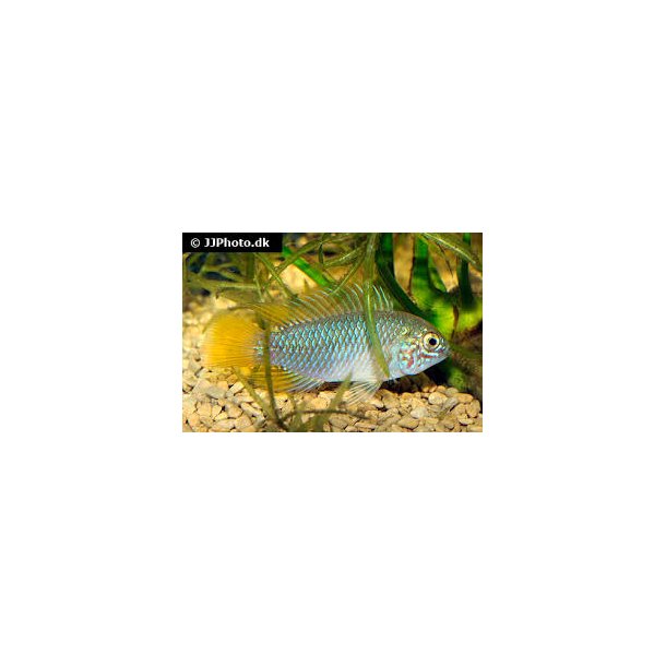 Apistogramma borellii Opal par 250.-