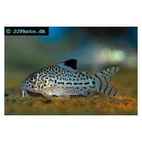 Corydoras julii stk 50,- 5/200,-