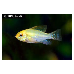 Mikrogeophagus ramiresi gold par 189.-