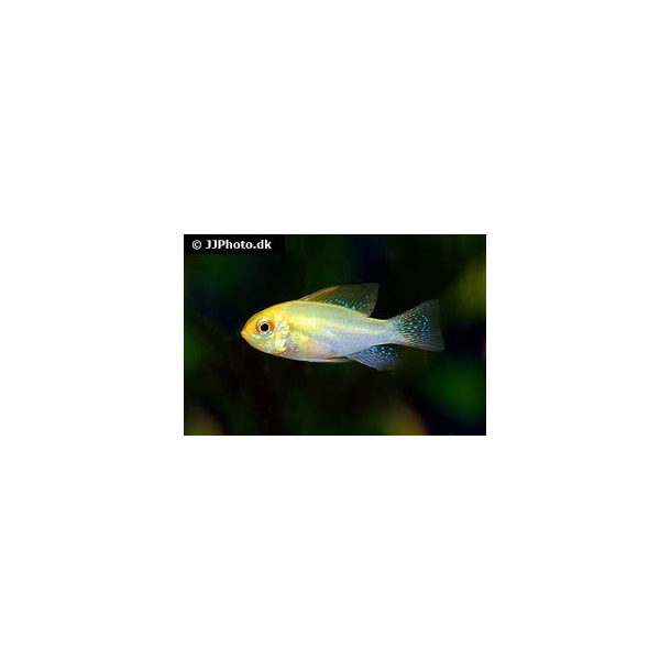 Mikrogeophagus ramiresi gold par 189.-