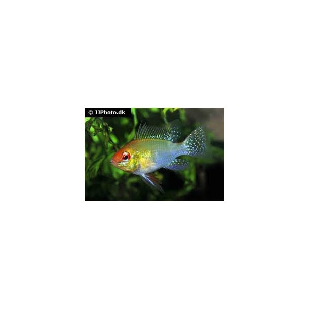 Mikrogeophagus ramirezi "gold"/ sommerfuglecichlide stk 48,- 5/200,-