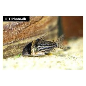 Corydoras schwartzi  stk 68,- 5/300,-