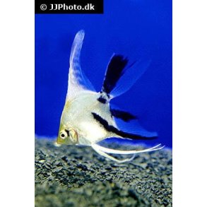 Pterophyllum scalare Panda 98.-3/268