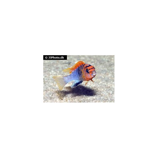 Labidochromis Hongi 100-, 5 stk 300,-