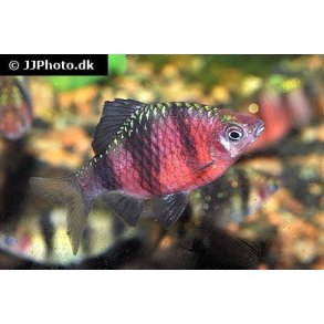 Barbus nigrofasciatus / purpurbarbe 30.-10/248.-