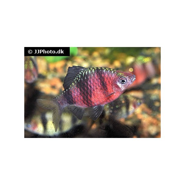Barbus nigrofasciatus / purpurbarbe 30.-10/248.-