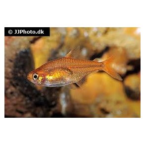 Hyphessobrycon amandae / kulgldstetra ( ember tetra) 25,- 10/200,-
