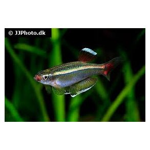 Tanichthys albonubes longfin / skybjerg 20,- 10/168,-