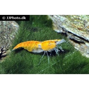 Neocaridina davidi orange rili 45.-3/125.-