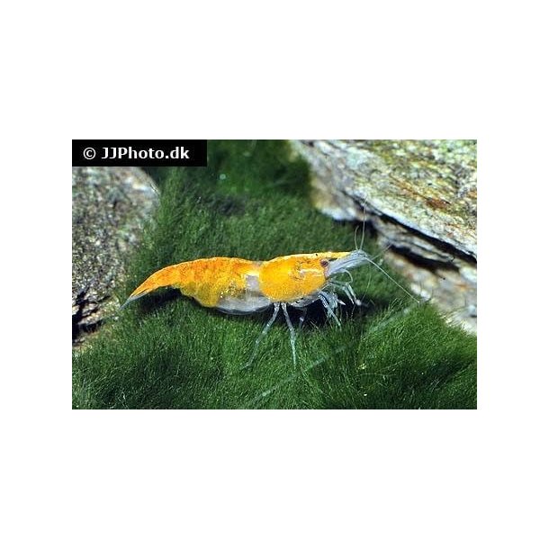 Neocaridina davidi orange rili 45.-3/125.-