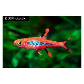 Boraras brigittae - Moskitobarbe stk 20,- 10/158,- 20/300,-