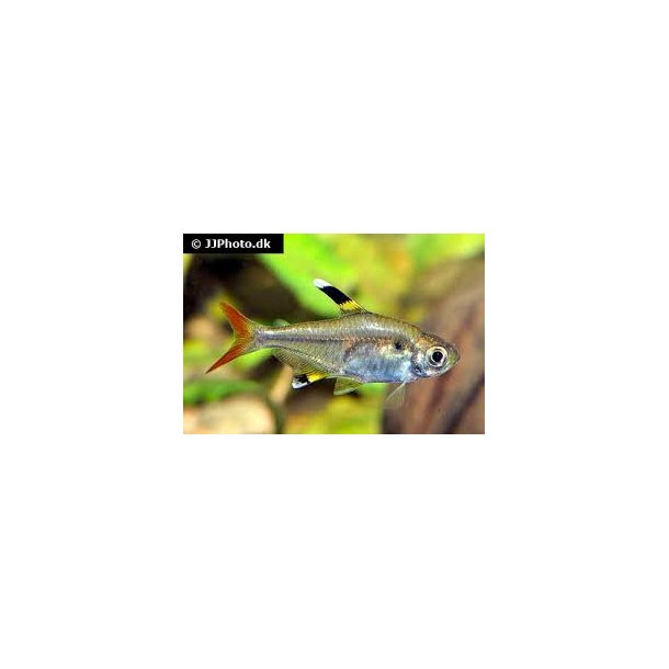 Pristella maxillaris Tetra 20 10/148.-