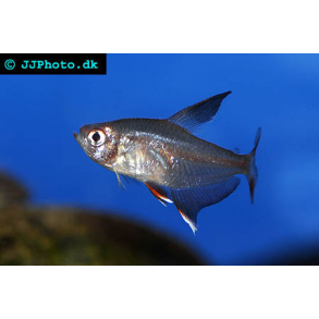 Hyphessobrycon rosaceus / Rosentetra 25,- 10/168,-