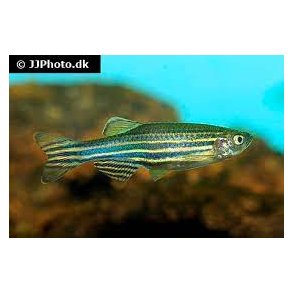 Danio rerio / Zebrafisk 20,- 10/148.-