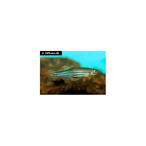 Danio rerio / Zebrafisk 20,- 10/148.-