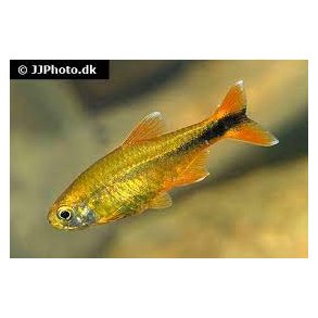 Hasemania nana  / kobbertetra stk 20.- 10/148.-