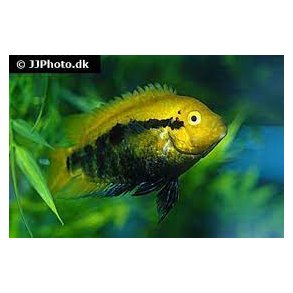 Archocentrus multispinosus / regnbuecichlide  36 5/150,-