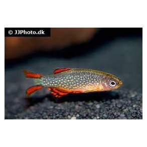 Danio margaritatus / Galaxy rasbora 58,- 5/250,- 