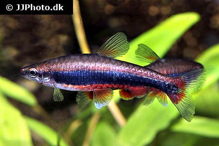 Nannostomus beckfordi / golden pencil tetra 20,- 10/168,- - Tetra ...