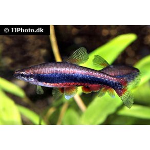 Nannostomus beckfordi / 25,- 10/198,-
