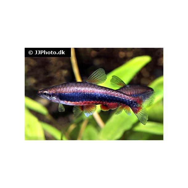 Nannostomus beckfordi / golden pencil tetra 20,- 10/168,- - Tetra ...