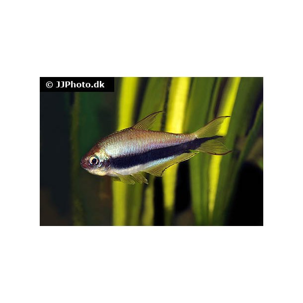 Nematobrycon palmeri - Kejsertetra 30,- 10/248,-