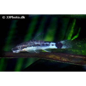 Otocinclus Macrospilus / Dvrg sugemalle  45,- 3/120,- 7/250.
