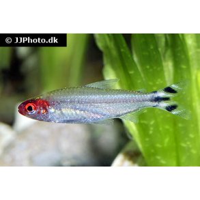Hemigrammus bleheri / rdnse tetra stk 30.- 10/248.-