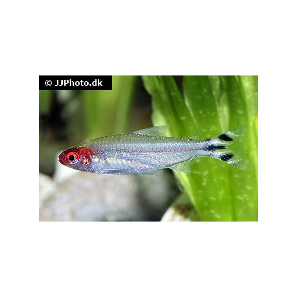 Hemigrammus bleheri / rdnse tetra stk 30.- 10/268.-