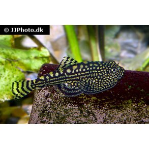 Sewellia lineolata - violinsmerling 98.- 3/250.-