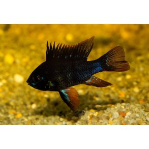 Mikrogeophagus Remirezi sort