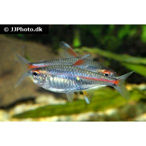 Erythrozonus / Gldelys tetra 20,- 10/148,-