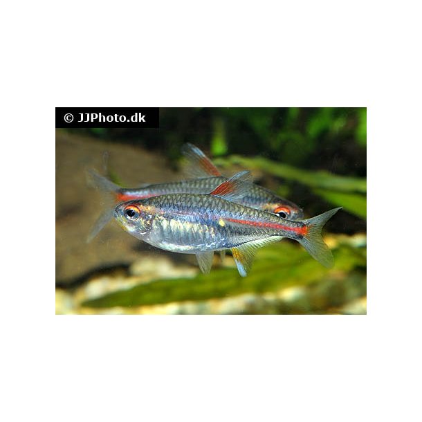 Erythrozonus / Gldelys tetra 20,- 10/148,-