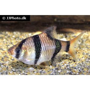 Puntigrus tetrazona - Tigerbarbe 20,- 10-/168