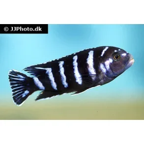 Pseudotropheus Demasoni  100,- 5 stk 300,-